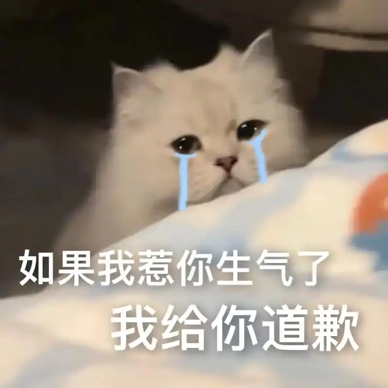 认错是装的姐就是坏女人嗨害嗨!#猫咪表情包-抖音