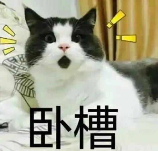 猫咪表情包