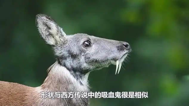 鹿长獠牙,牙长8厘米,却只吃素,吸血鬼鹿是何物种?