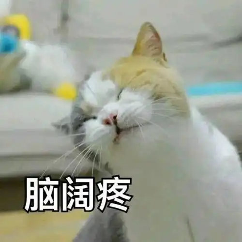 可爱的猫咪表情包合集|哥哥,出来玩吗