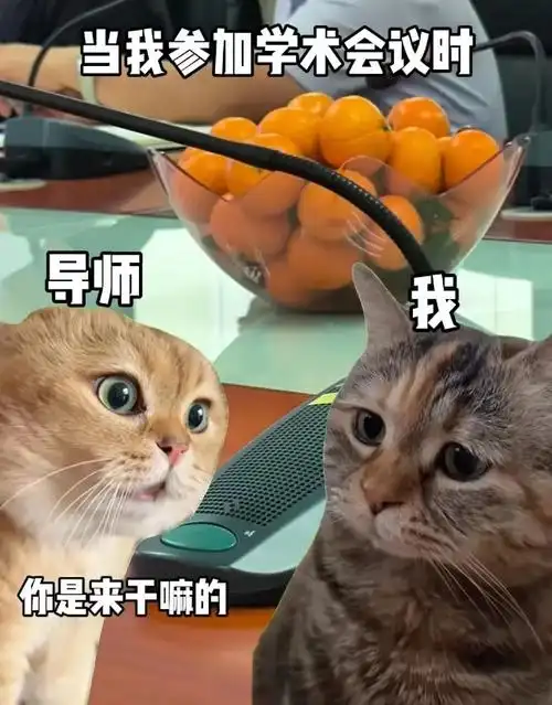 对话小猫:这两只小猫是怎么成了互联网年轻人的嘴替_生活_视频_表情