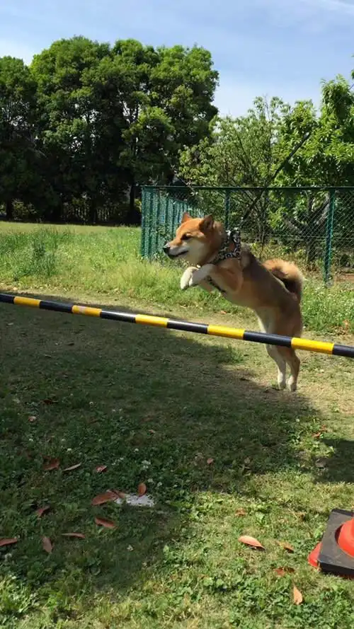 一只爱跳跳爱跨栏的柴犬,一个不小心就悲剧了