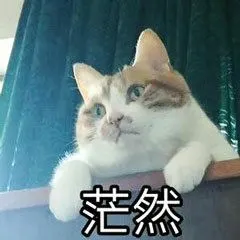 茫然(猫咪)_猫咪_茫然表情