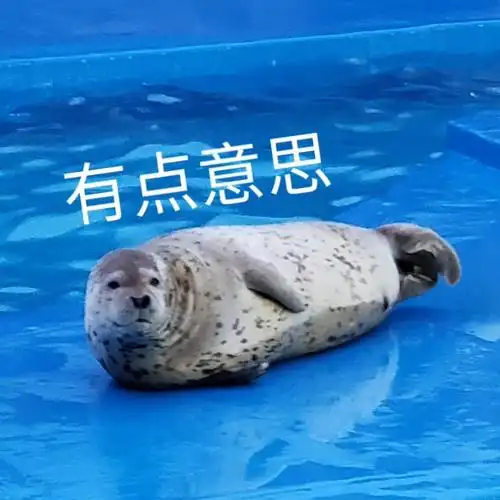 上海海昌海洋公园的海豹