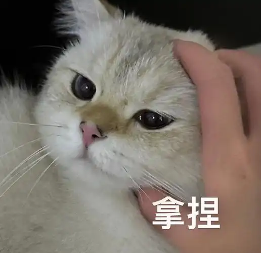 一组猫咪表情包