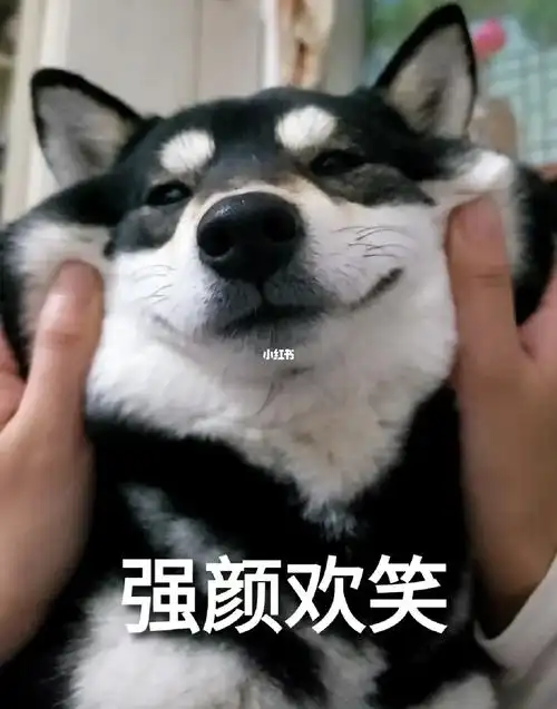 柴犬表情包