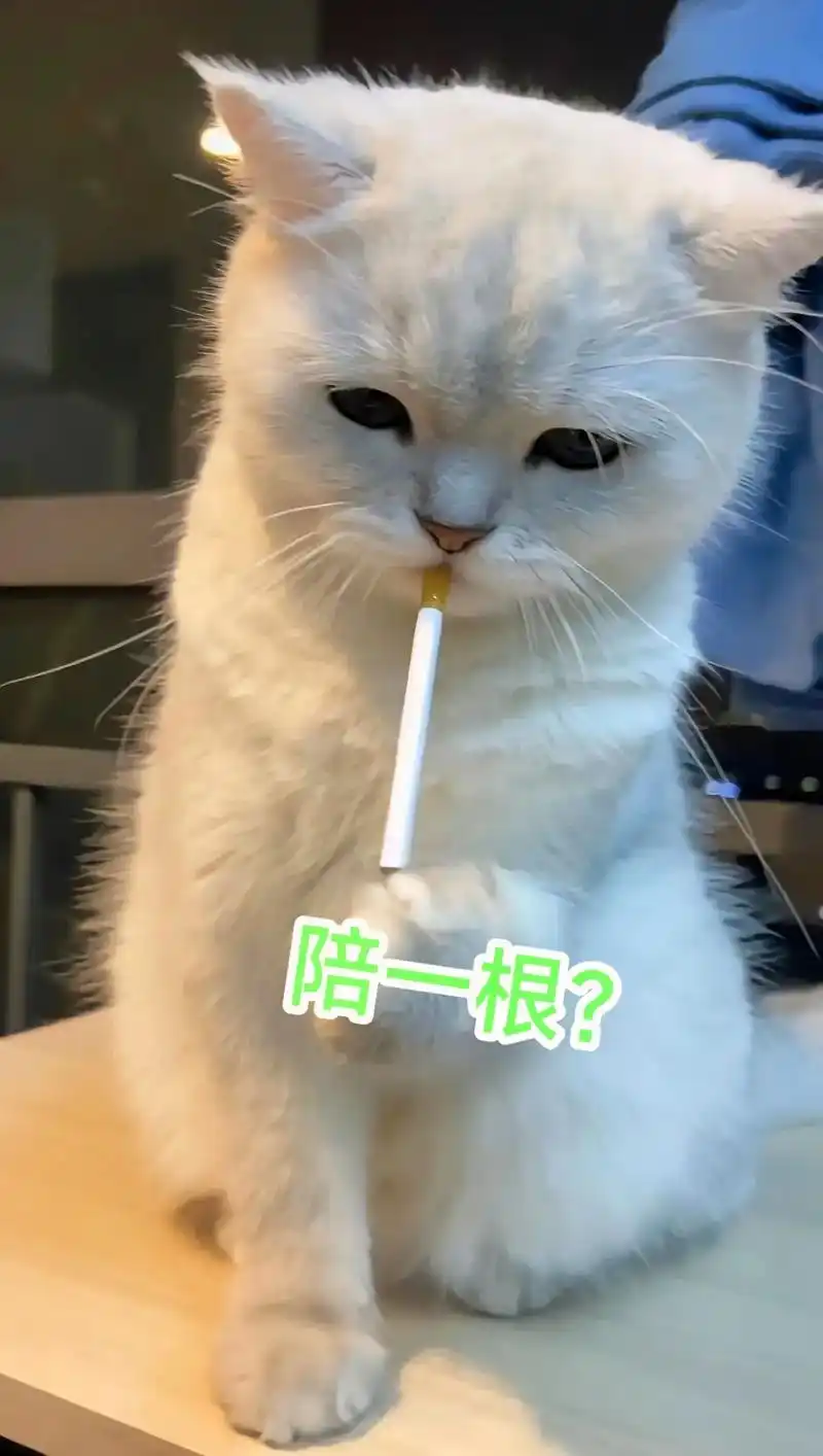 别抽了.#猫咪#猫咪抽烟壁纸#小猫叼烟壁纸#猫-抖音