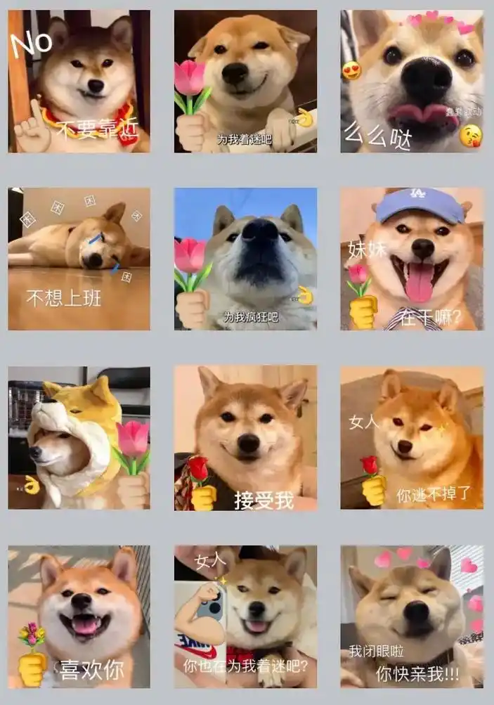 柴犬363436373039可爱表情包.#表情包#趣味表情-抖音