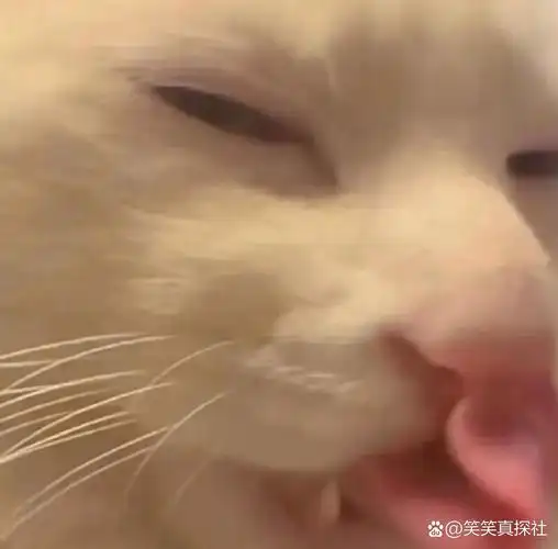 小猥琐表情包太可爱了