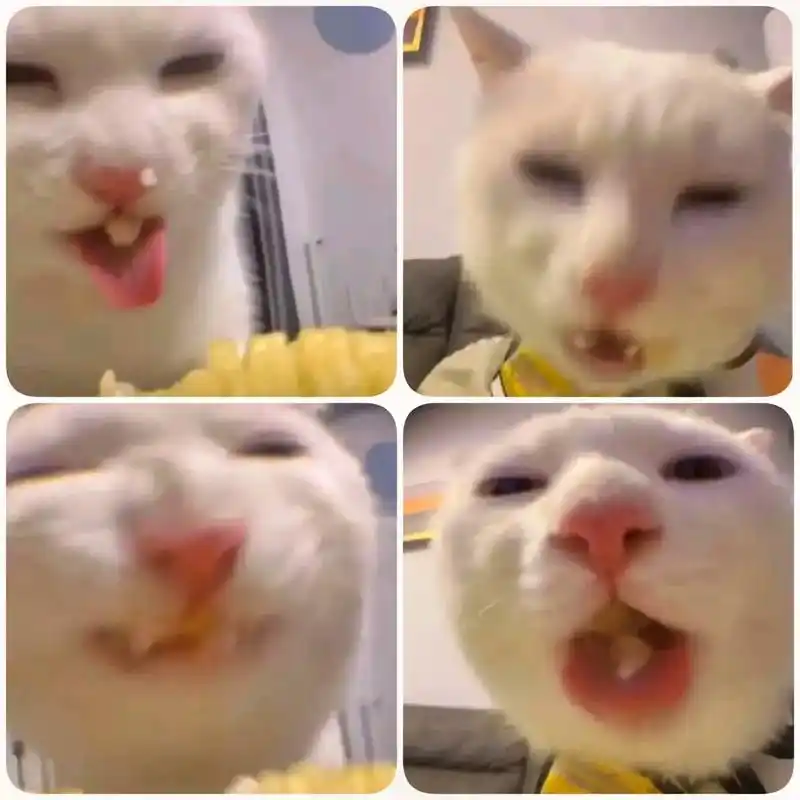 一只猫也能这么猥琐,太喜欢了#猥琐猫表情包#猥琐表情包#-抖音