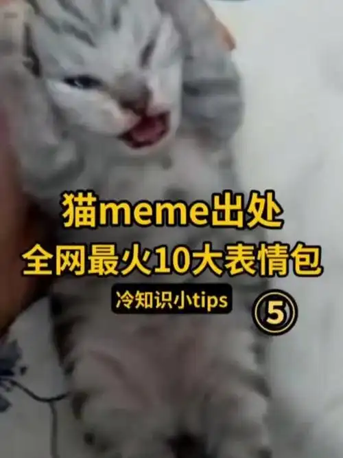 盘点最火的猫meme10大表情包,出处都在哪?