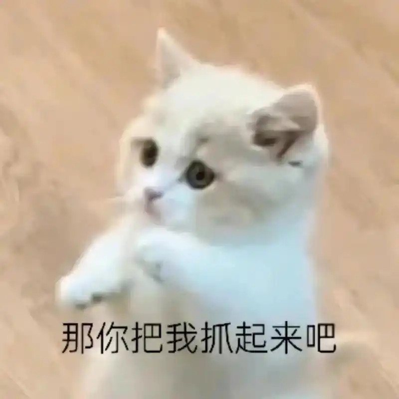 兄弟们,极品货来啦!#猫咪表情包-抖音