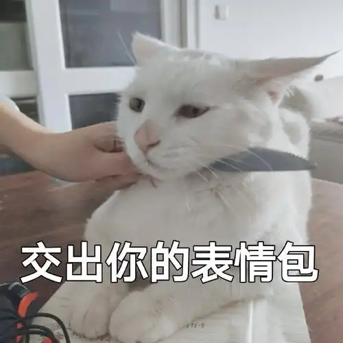 萌宠gif猫星人gif交出你的表情包gif快点gif搞怪gif逗gif