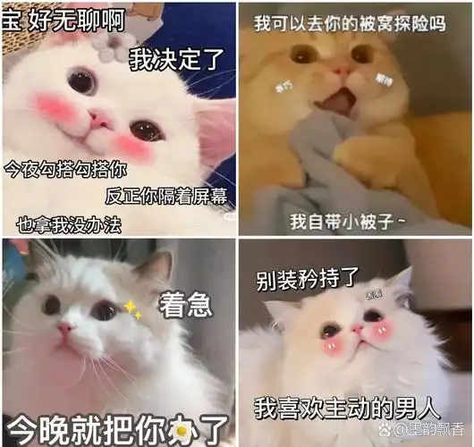 信息差交换小铺#那些猫咪之间的搞笑对话你知道多少?