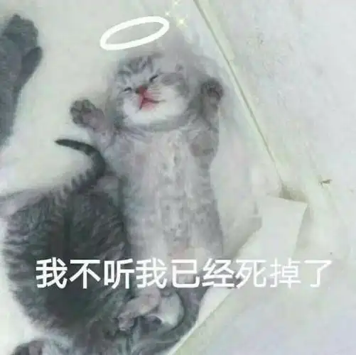 猫咪可爱呆萌斗图搞笑我不听我已经死掉了gif动图_动态图_表情包下载