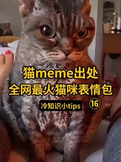 盘点全网最火猫meme表情包,出处都在哪?