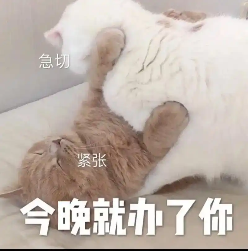 猫咪表情包#日常套路男友#老天爷赐-抖音