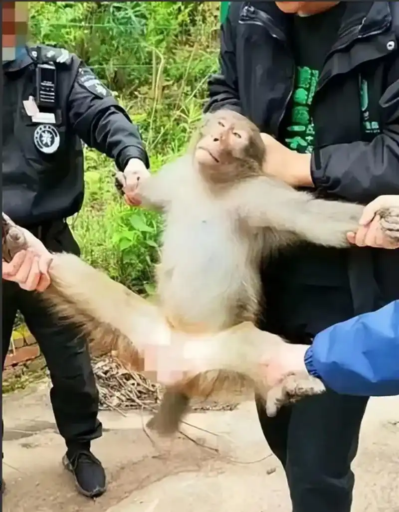 从南京流浪猴被暴揍谈职场规则听说曾经南京爆红