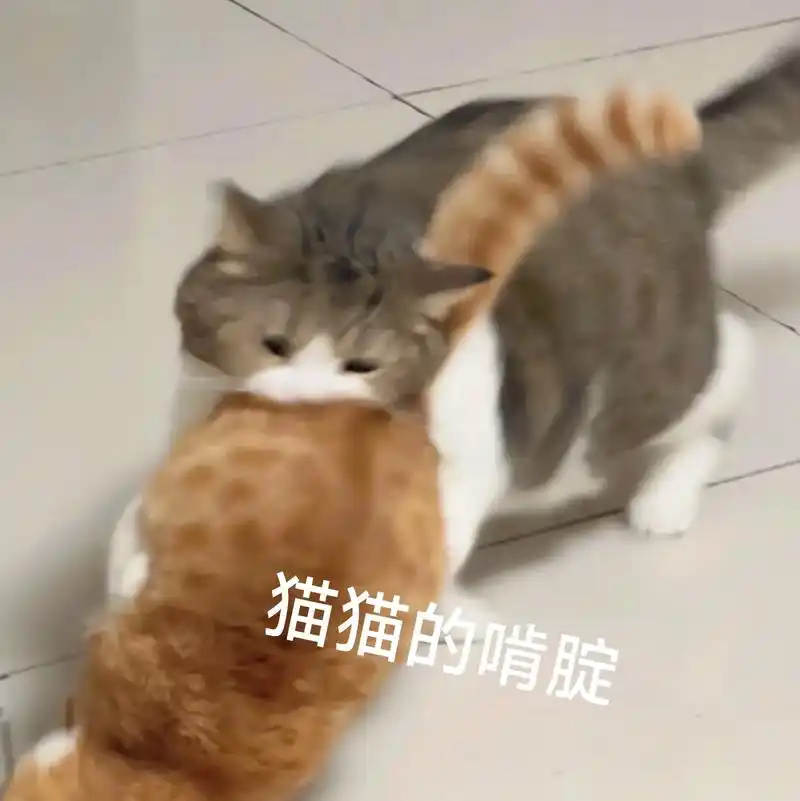 来自猫猫的啃腚#猫咪表情包#猫咪#表情包-抖音