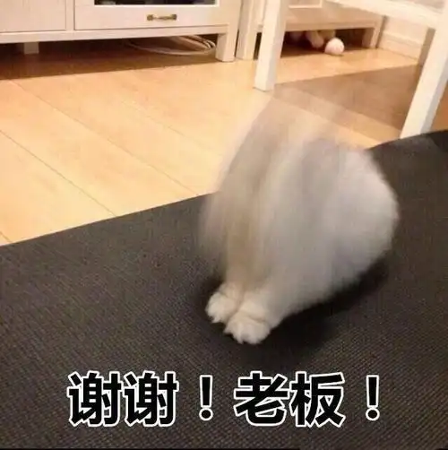 谢谢老板猫咪狂磕头猫咪磕头谢谢老板表情