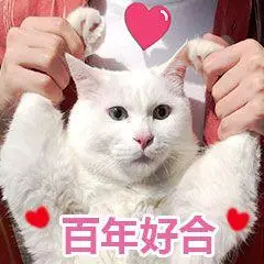 萌宠猫星人百年好合祝福你呆萌可爱gif动图_动态图_表情包下载_soogif