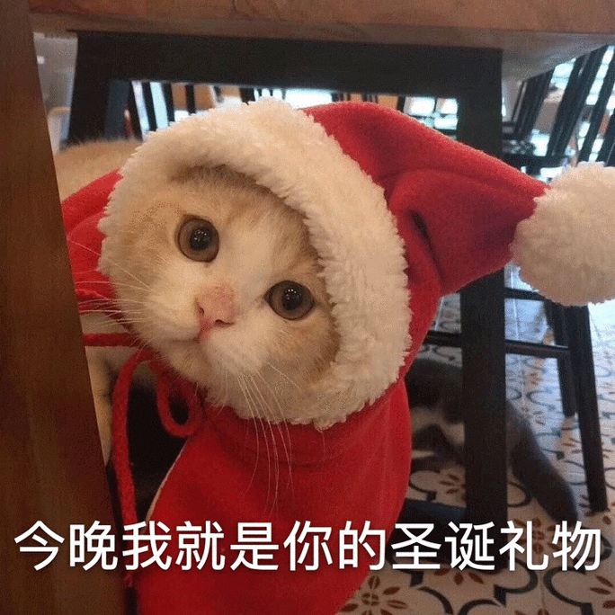 今晚我就是你的圣诞礼物(猫咪圣诞节表情包)_猫咪_圣诞礼物_圣诞节