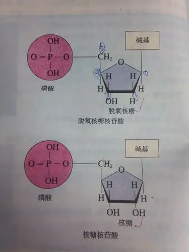 dna叫脱氧核糖核苷酸,rna叫核糖核苷酸,为什么,是不是dna组成的元素和