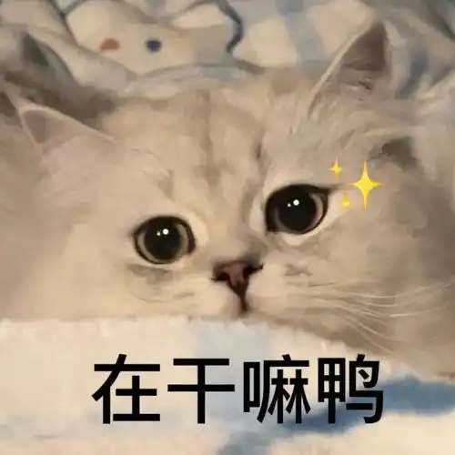 猫猫表情包