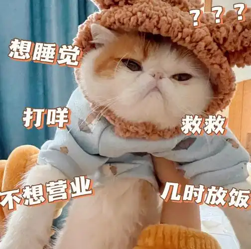 请问大家的猫都睡不醒吗