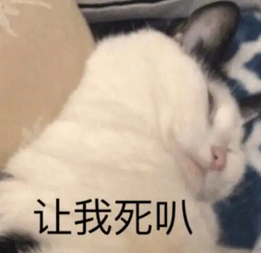 让我死叭-都是猫猫表情包_猫咪表情