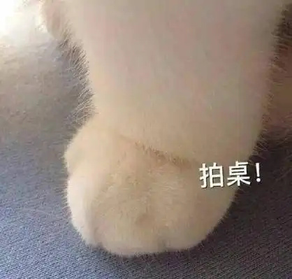 猫咪爪子