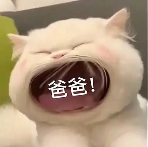 要生活费可爱猫猫表情包