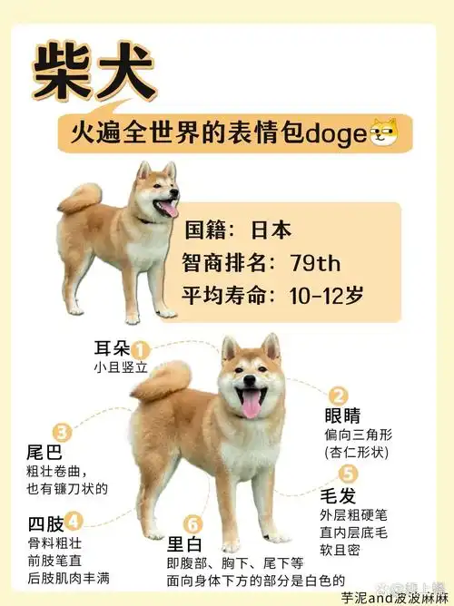 柴犬科普|火遍全世界的表情包大家都有吧90