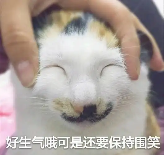 好生气哦可是还要保持微笑猫咪猫咪微笑生气还要保持表情