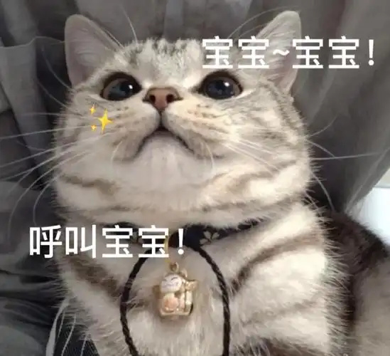猫咪表情包#发给对象的表情包