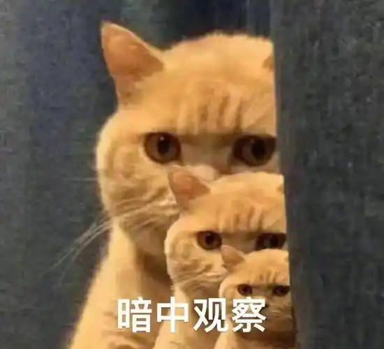 一场平衡的猫鼠游戏,一种认清仍爱的英雄主义