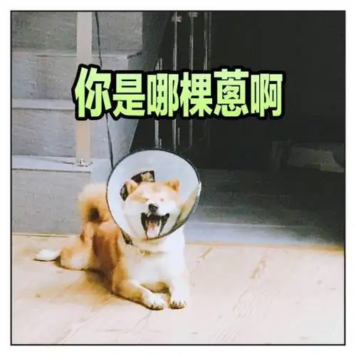 柴犬