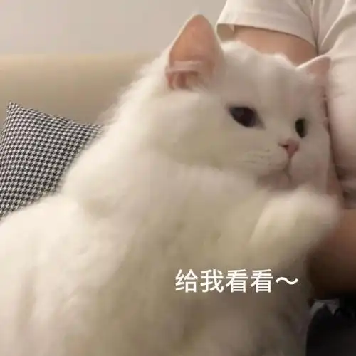 猫咪可爱表情包