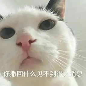 萌宠猫咪你撤回什么见不得人消息呆萌可爱