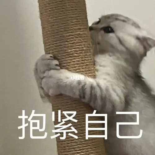 最近迷上了给自己猫做表情包