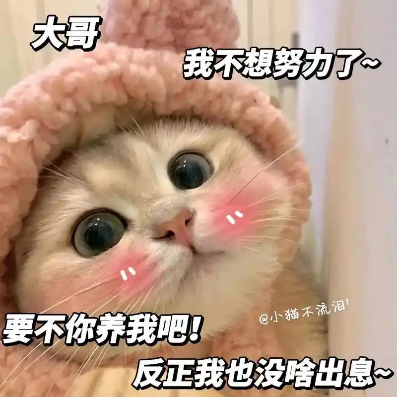 大哥,我不想努力了,要不你养我吧.#表情包#猫咪表情包#-抖音