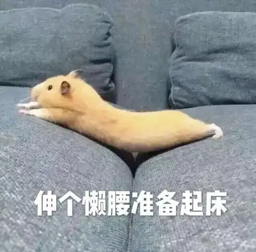 伸个懒腰准备起床(小仓鼠表情包)