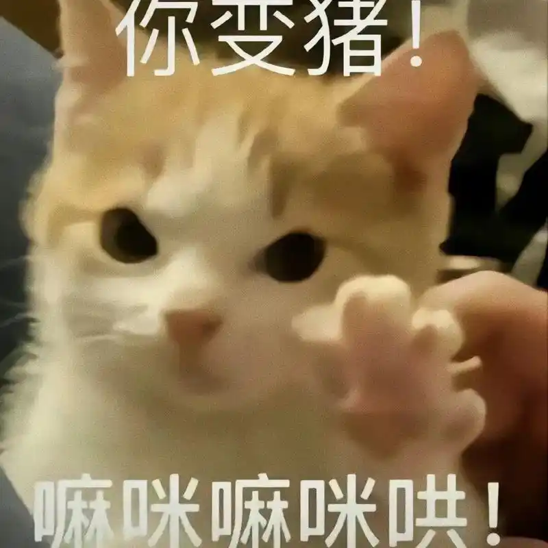 表情包#猫咪表情包-抖音