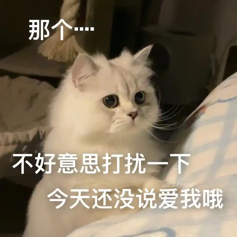 猫咪表情包-抖音