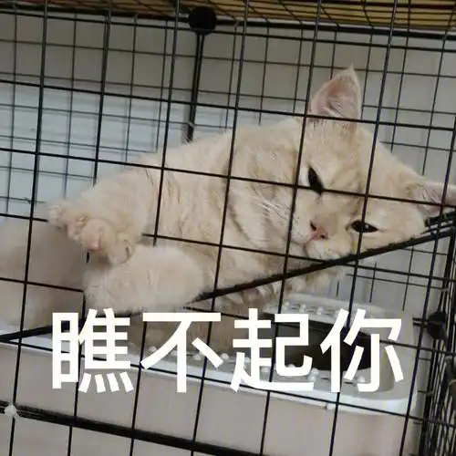 猫猫表情包大赏英短乳色