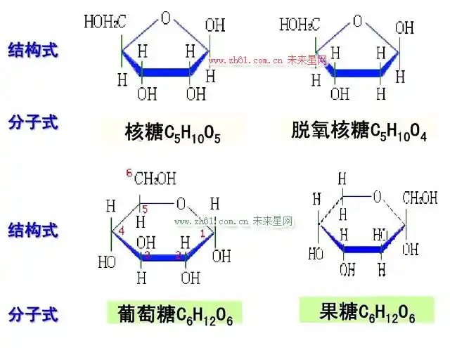 核糖,脱氧核糖,葡萄糖,果糖的化学式和结构式