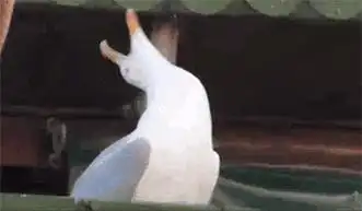 一只仰天大笑的鹅gif_海鸥仰天大笑表情包(无字幕版)