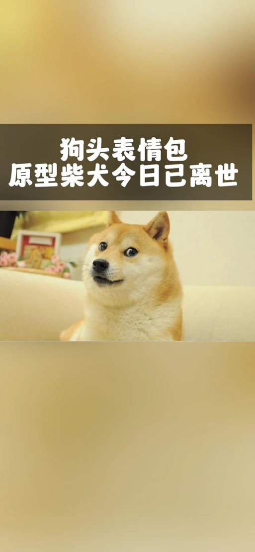 doge表情包柴犬去世-抖音