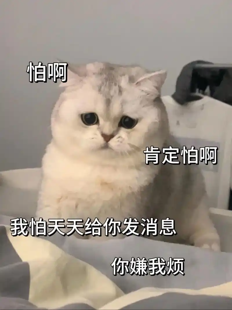 你知道吗,我真的好喜欢好喜欢你#发给对象表情包#猫咪表情包-抖音