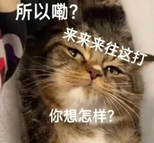 猫猫狗狗表情包